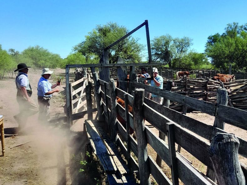 ¿Cómo pueden definir los veterinarios el perfil de sus clientes ganaderos?