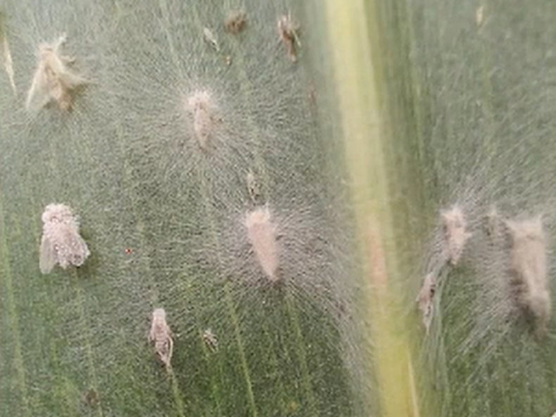 Manejo. Aapresid remarcó que los bioinsumos no reemplazan a los químicos, sino que los complementan.