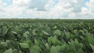 Argentina impulsa la innovación agrícola con la aprobación de nuevos herbicidas para el control de malezas resistentes en cultivos.