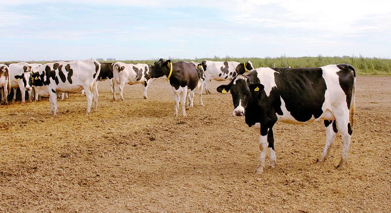 Bajar la cantidad de litros que produce la vaca en el secado depende del manejo.