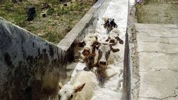 Sarna bovina. La nueva comisión del Senasa también evaluará la aptitud de bañaderos. Sarna bovina. La nueva comisión del Senasa también evaluará la aptitud de bañaderos.