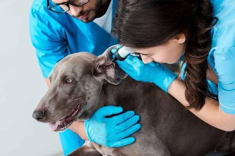 Probiótico: estudio para inhibir patógenos de otitis en perros.