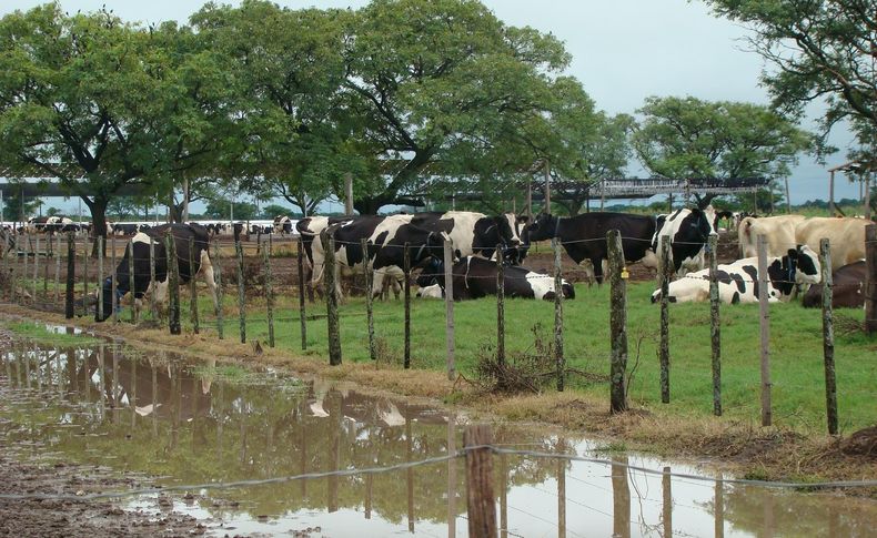 El Niño replantea el manejo en sistemas lecheros. INTA recomienda anticiparse al estrés calórico.