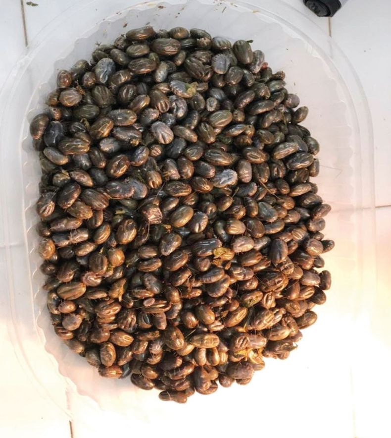 Garrapatas, uno de los grandes desafíos de la ganadería.