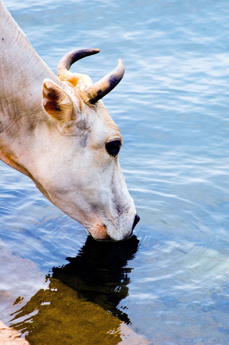 El proyecto busca actualizar la legislación y reforzar el bienestar animal en Argentina.