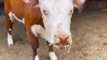 La fiebre catarral maligna en bovinos tiene un desenlace fatal tras varios días de curso.