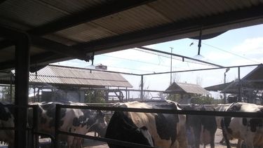 mojadas y ventiladas las vacas estan mejor