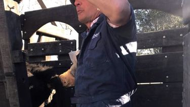 El MV. Fernando Grippaldi comparte consejos para llevar adelante un correcto manejo en los bovinos.