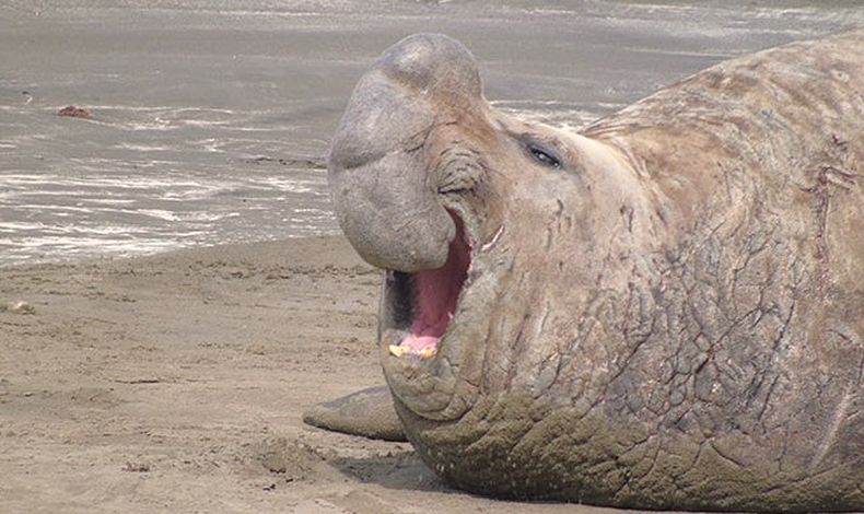 Influenza aviar. El episodio de mortalidad masiva de elefantes marinos en 2023 marcó un cambio notable para la población.&nbsp;