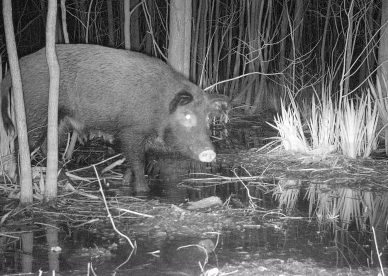 Especies exóticas. El jabalí destruye pasturas y plantaciones jóvenes. Foto: cámara trampa.