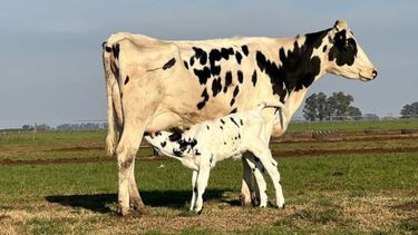 Identifican mecanismo viral relacionado con leucosis bovina