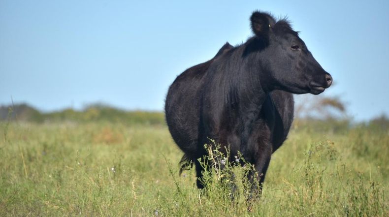 Más control y trazabilidad en la producción de carnes.