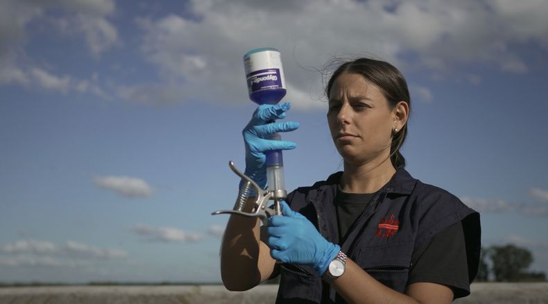 Glypondin 4 se aplica en bovinos de carne y de leche.