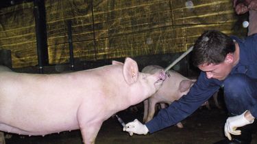 El MV Ramiro Llamas aplicando sanidad en las granjas de porcinos.