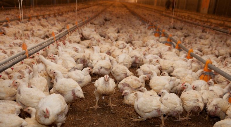 Senasa pidió extremar medidas tras el foco de influenza aviar detectado en Río Grande do Sul.