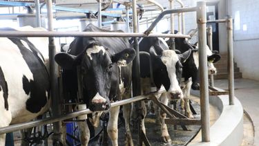 Sin un buen manejo en transición, el tambo robotizado pierde eficiencia