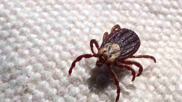 Estas garrapatas pueden causar la fiebre manchada en humanos.