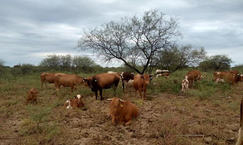 La principal limitante de la producción ganadera de la región de los llanos riojanos es ambiental, asociado a la aridez.&nbsp;