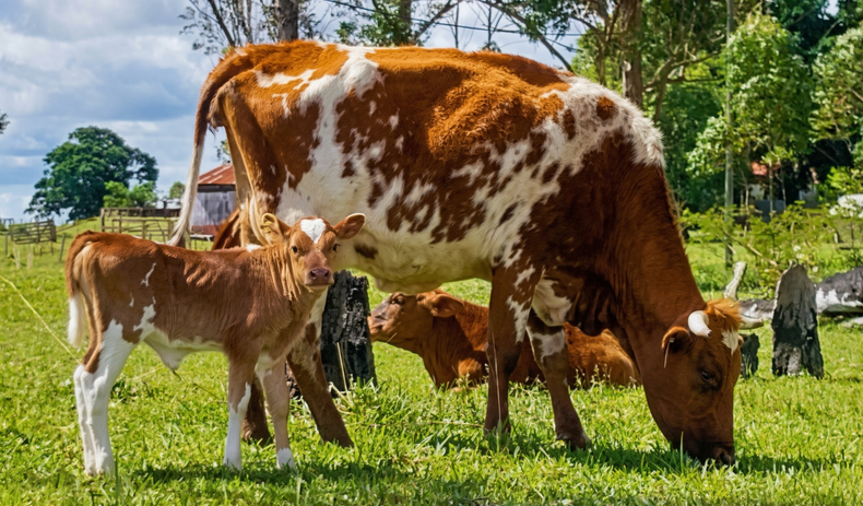 El bovino criollo combina rusticidad y resistencia frente a la garrapata.