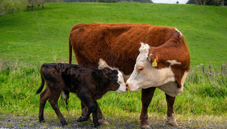 La clave productiva está en lograr más terneros por rodeo.
