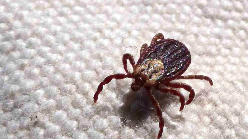 Estas garrapatas pueden causar la fiebre manchada en humanos.