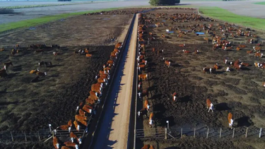 Caída en la ocupación del feedlot y cambios en el destino de la hacienda.