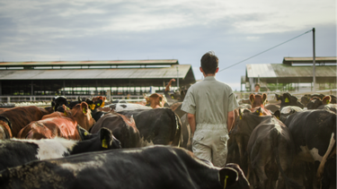 El nuevo espacio de intercambio de saberes de la OMSA se llama: The Animal Echo.