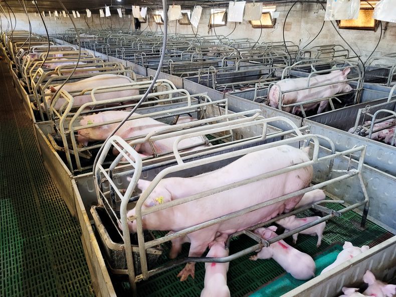 La sanidad, un pilar clave en la producción de porcinos.&nbsp;