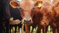 Lacalidad de las carnes de los bovinos resulta de la combinación de los factoresambientales, económicos y sociales.