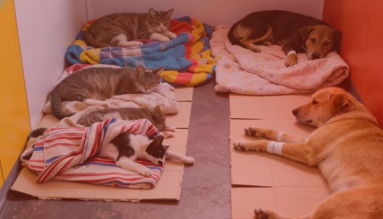 El Colegio de Veterinarios de Buenos Aires está a la espera de respuestas judiciales concretas.