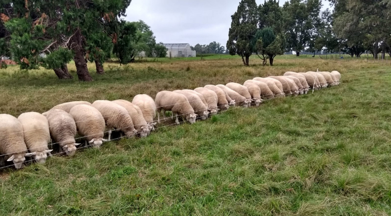 Destaraon la necesidad de adecuar alcircuito de faena para sumar a la actividad con ovinos.