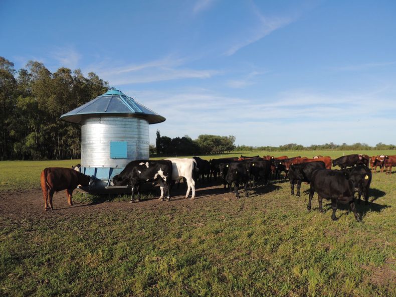 Feedlot1web.jpg
