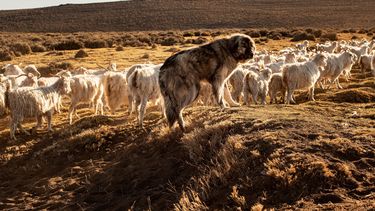 Perros protectores y producción ganadera: coexistencia con fauna silvestre.