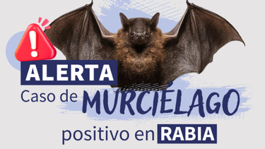 Confirmaron un nuevo caso positivo de rabia en un murciélago hallado muerto en una vivienda de la ciudad de Luján.