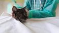 La fluidoterapia es un pilar esencial en el manejo de la peritonitis séptica, optimizando la recuperación de las mascotas.