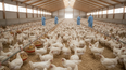 Avicultura: eficiencia productiva y genética animal en Latinoamérica.