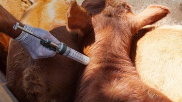 Uruguay mantiene un estatus internacional como país libre de fiebre aftosa con vacunación.