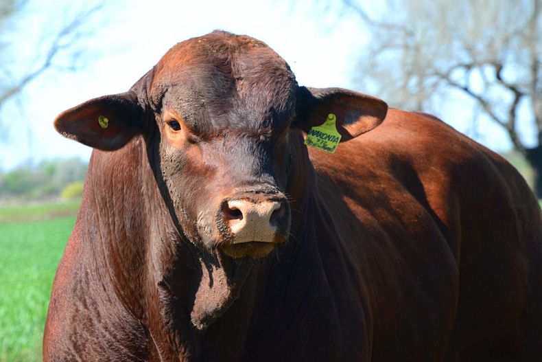 Brangus, la raza plástica que se adapta a condiciones ambientales hostiles.