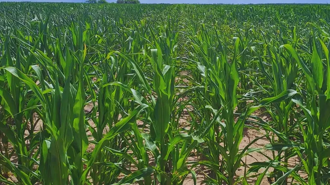 La soja pierde hasta 38% de rinde si se siembra fuera de fecha.