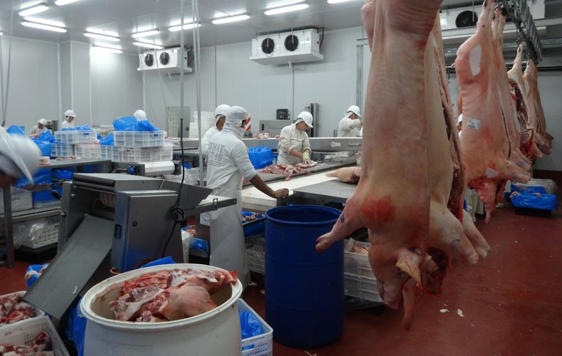 El primer cuatrimestre de 2025 marca un hito para la producción porcina nacional.