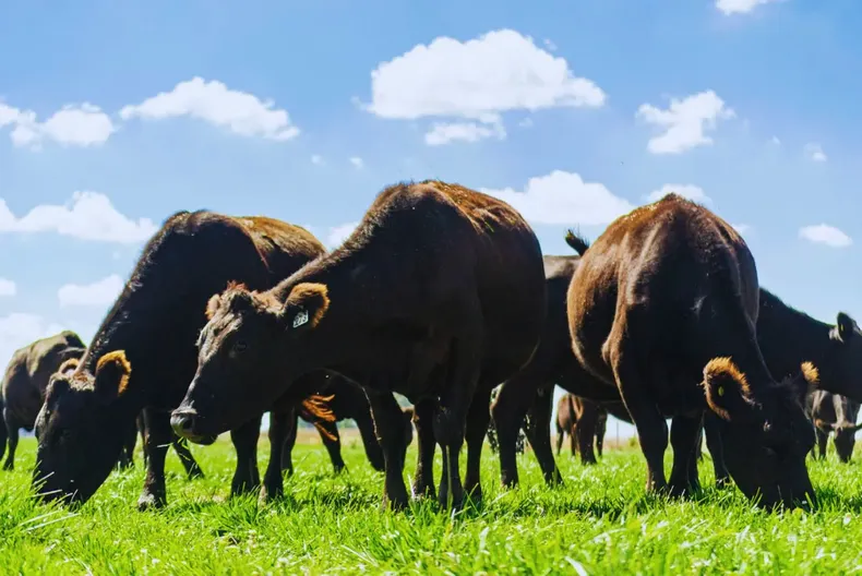 Nueva propuesta del IPCVA para capacitar al sector ganadero.