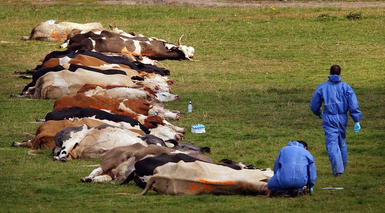 Fiebre aftosa. Temen que la emergencia sanitaria se transforme en un problema de salud pública.