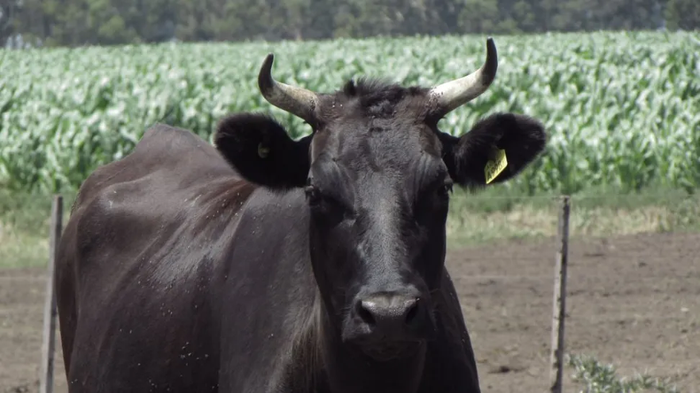 La raza bovina Wagyu es de origen japonés y su carne se destaca por la terneza, jugosidad y sabor.