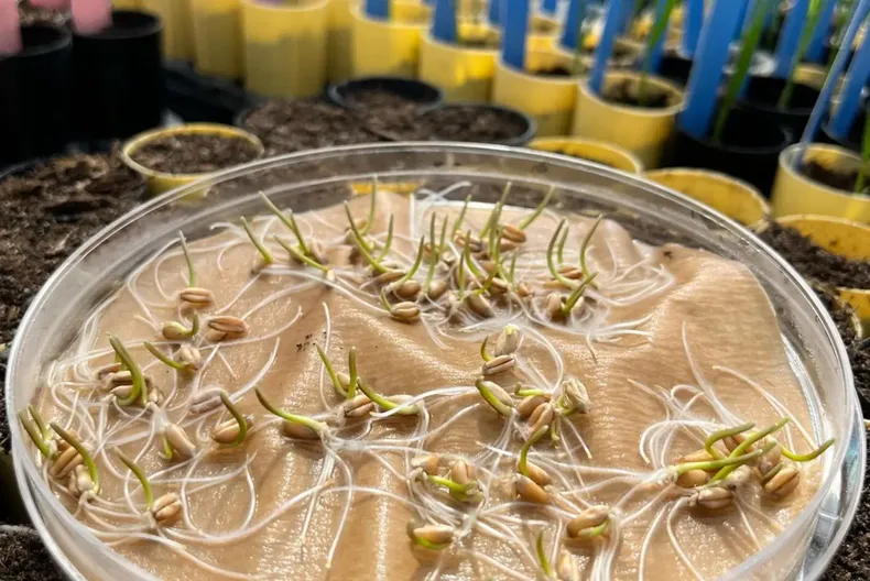 El trigo mejora su rendimiento gracias a un descubrimiento genómico.