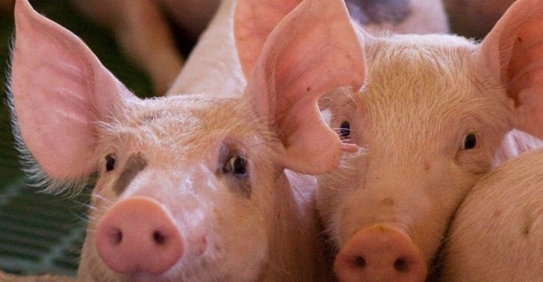 Senasa recordó que es fundamental la cría responsable de cerdos, principales transmisores de la triquinosis.