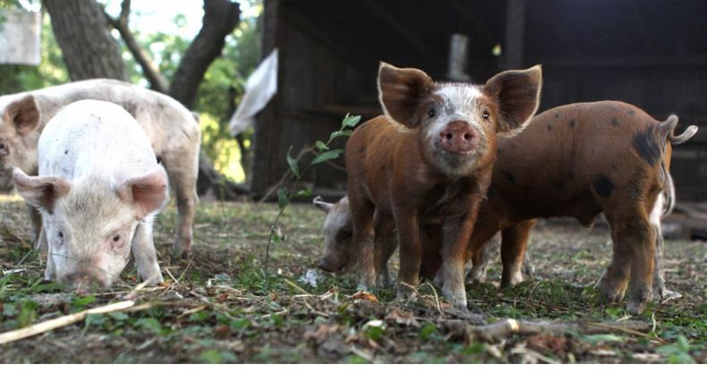 Comolos síntomas de la triquinosis no son visibles en el animal, es necesariorealizar los controles en laboratorios que confirmen la ausencia de esteparasito.&nbsp;