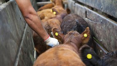Brucelosis bovina y la mirada del Senasa.