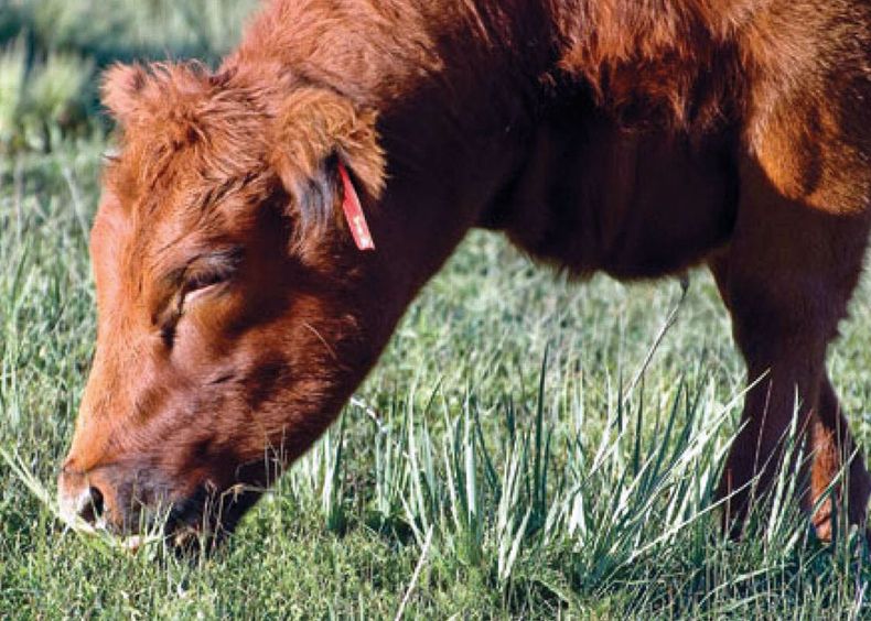 Para prevenir la hipomagnesemia es clave cuidar la condición corporal de los animales.