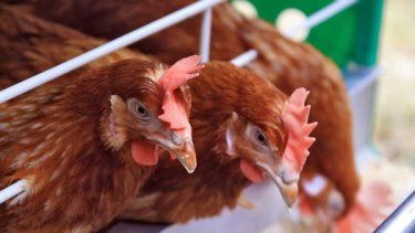 ¿Qué pasó en la región que aumentaron las micotoxinas en alimentos?