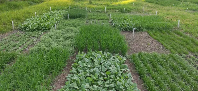 Engordar el suelo como una vaca, con raíces y cultivos.